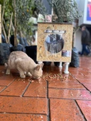 Kedi Kulübesi Kedi Yuvası Kedi Evi 30x33x36cm Iç Ve Dış Mekan Su Geçirmez Isı Yalıtımlı Özel Tasarım - 3