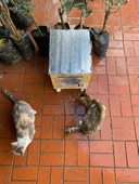 Kedi Kulübesi Kedi Yuvası Kedi Evi 30x33x36cm Iç Ve Dış Mekan Su Geçirmez Isı Yalıtımlı Özel Tasarım - 7