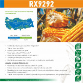 May RX9292 Mısır Tohumu 50000 Tohum - 5