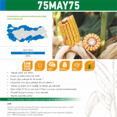 May 75MAY75 Mısır Tohumu 50000 Tohum - 5