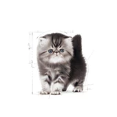 Royal Canin Persian Irka Özel Yavru Kedi Maması 2 Kg - 2