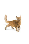 Royal Canin Fit 32 Yetişkin Kedi Maması 2kg - 4