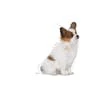 Royal Canın  Xsmall Puppy 1,5kg - 2