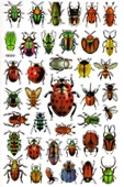 Sticker Kabartmalı Yaldızlı Stiker Çıkartma Etiket (DE610)-16x25 cm- Böcek Türleri - 3