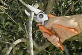 Löwe 7.107 Budama Makası Örs Ağız 21cm - 5