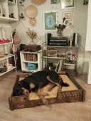 ED PET DİZAYN Bilbao Kedi Köpek Yatağı 70x100 Ceviz Renk.18 mm Kontroplak Şık Tasarım - 2