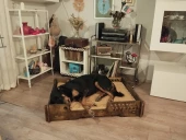 ED PET DİZAYN Bilbao Kedi Köpek Yatağı 70x100 Ceviz Renk.18 mm Kontroplak Şık Tasarım - 1