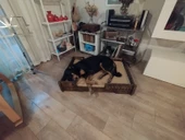 ED PET DİZAYN Bilbao Kedi Köpek Yatağı 70x100 Ceviz Renk.18 mm Kontroplak Şık Tasarım - 4