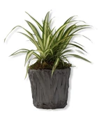 Üretim Saksılı Kurdele Çiçeği Chlorophytum Comosum Variegatum - 5