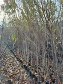 TÜPLÜ 3 YAŞ ROYAL GLORY ŞEFTALİ FİDANI BOY 150-180 CM - 3