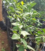 MİSKET LİMONU (LİME) TAM BODUR (ÖZEL AŞI) thumbnail 2