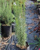 Doğal Biberiye Fidanı, Saksıda - 1