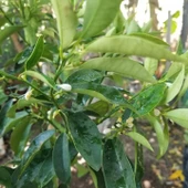 6 Yaş Aşılı Kamkat Süs Portakalı Fidanı, Saksıda thumbnail 3