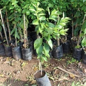 3 Yaş Aşılı Bodur Yediveren Mayer Limon Fidanı, Torbada - 2