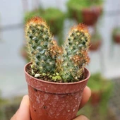 Mammillaria Elongata Kızıl Kaktüs - Radyasyon Düşmanı, 5.5 Cm Saksıda thumbnail 1