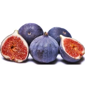 2 Yaş Bursa Siyahı İncir Fidanı, Torbada - 1