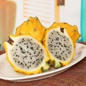 Sarı Pitaya Ejder Meyvesi Fidanı, Torbada - 1