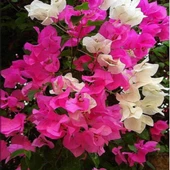 Bodur Begonvil (Gelin Duvağı) Fidanı, Torbada thumbnail 1