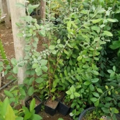 4 Yaş Feioja Kaymak Ağacı Fidanı, Torbada thumbnail 3