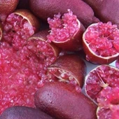5 Yaş Aşılı Finger Lime MIA ROSE, Torbada - 1