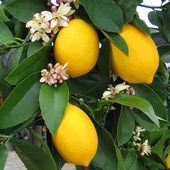 3 Yaş Aşılı Bodur Yediveren Mayer Limon Fidanı, Torbada - 1