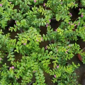 Kufeya Cennet Çiçeği (Mor Çiçekli Cuphea Hyssopifolia), Saksıda - 1