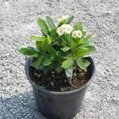 İTHAL Orijinal BEYAZ Euphorbia Milii / Dikenler Tacı Küçük Saksıda - 2