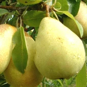 3 Yaş Aşılı Williams Armut Fidanı, Torbada - 1