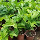 PASİFLORA EDULİS Çarkıfelek Fidanı +15 cm - 2