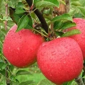 3 Yaş, Aşılı Elma Fidanı MONDİAL GALA, Torbada thumbnail 1