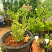 Gül Damlası Itır Çiçeği, Saksıda - 2