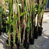 Sarı Pitaya Ejder Meyvesi Fidanı, Torbada - 2