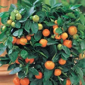 6 Yaş Aşılı Calamondin Süs Mandalinası Fidanı, Saksıda - 1