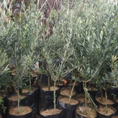 2 Yaş Aşılı Gemlik Zeytin Fidanı, Torbada - 1