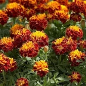 Kadife Çiçeği Tohumu (1 Paket) - 1