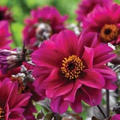 Dahlia Çiçeği Tohumu 1 PAKET (30 adet) - 1