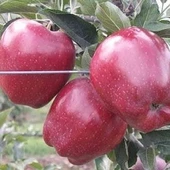 3 Yaş, Aşılı Elma Fidanı RED CHIEF, Torbada - 1