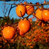 Aşılı Trabzon Hurması Cennet Elması Fidanı, Torbada - 1