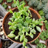 Söbe-Boncuk Çiçeği Sukulent,Senekio (Klenia Rowleyanus) 8 Cm Saksı - 1