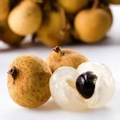 2 Yaş Tropikal Longan Ejder Gözü  Fidanı, Saksıda - 1