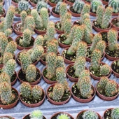 Mammillaria Elongata Kızıl Kaktüs - Radyasyon Düşmanı, 5.5 Cm Saksıda thumbnail 2