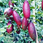5 Yaş Aşılı Finger Lime RED CHAMPAGNE, Torbada - 1
