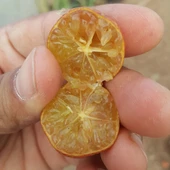 4 Yaş Aşılı Blood Lime Kırmızı Limon Fidanı, Torbada - 3