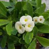 İTHAL Orijinal BEYAZ Euphorbia Milii / Dikenler Tacı Küçük Saksıda - 1