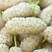 2 Yaş Aşılı Beyaz Dut Fidanı, Torbada - 1