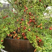 5 Yaş Aşılı Avusturalya Blood Lime - Kırmızı Limon Fidanı, Torbada - 1