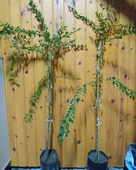 5 Yaş Aşılı Avusturalya Blood Lime - Kırmızı Limon Fidanı, Torbada - 2