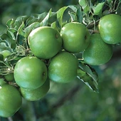3 Yaş, Aşılı Elma Fidanı GRANNY SMITH, Torbada - 1