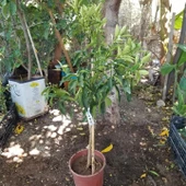 6 Yaş Aşılı Kamkat Süs Portakalı Fidanı, Saksıda thumbnail 2