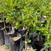 Aşılı Trabzon Hurması Cennet Elması Fidanı, Torbada - 2